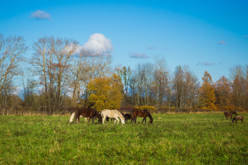 Wild horses herd grazing in the meadow. The world and the animal life outside of human civilization.