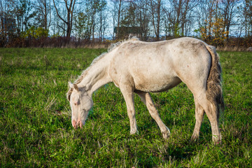 Naklejka na ściany i meble Wild White horse is groomed and unkempt mane and tail, the wounds from fights - grazing in the meadow. The world and the animal life outside of human civilization.