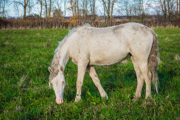 Obraz na płótnie Canvas White wild horse is groomed and unkempt grazing in the meadow. Idyllic peaceful world of animals. 