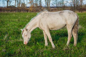 Fototapeta premium Rural horse is groomed and unkempt grazing in the meadow. Idyllic peaceful world of animals. 
