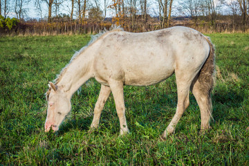 Obraz premium Wild White horse is groomed and unkempt mane and tail, wounds from fights - grazing in the meadow. The world and the animal life outside of human civilization.