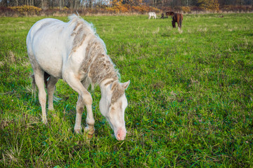 Rural white horse is groomed and unkempt grazing in the meadow. Idyllic peaceful world of animals.  