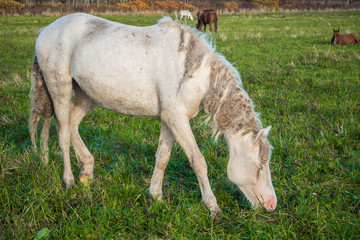 Wild horses groomed and unkempt mane and tail, the wounds from fights - grazing in the meadow. The world and the animal life outside of human civilization.
