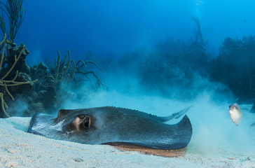 Southern Stingray Feeding © Andy