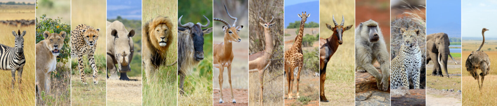 Fototapeta Kolaż zwierząt afrykańskich przyrody
