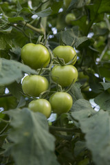 Organic ripe tomato cluster in a greenhouse