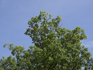 Grüne Baumkrone