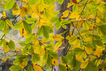colorful fall and leaves
