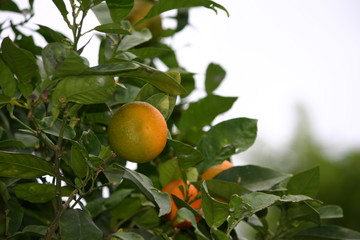 citrus