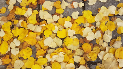 autumn yellow leaves road poplar tree