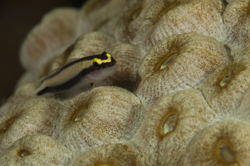 Sharknose Goby on Coral Polyp