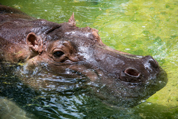 Fototapeta premium Hippopotamus in the zoo.