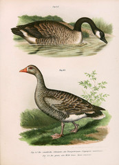 Illustration of birds.