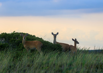 Whitetailed Deer in Coastal Dunes and Open Scrub