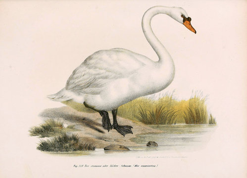 Illustration of birds.