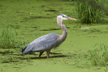 Great Blue Heron