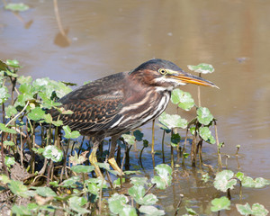 Green Heron