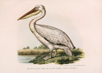 Illustration of birds. © ruskpp