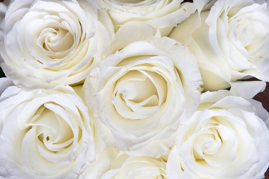 White roses fullscreen background. Wedding white flowers, awesome roses