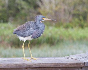 Tri-colored Heron