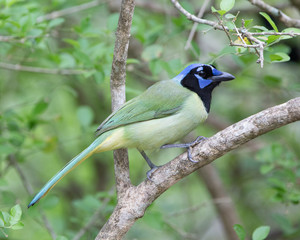 Obraz premium Green Jay