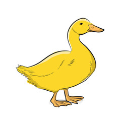 Yellow Duck Vector Illustration
