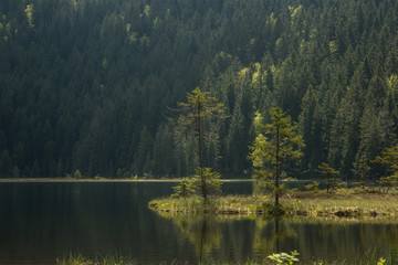 Beautiful landscape scene at the small Arbersee in Bavaria