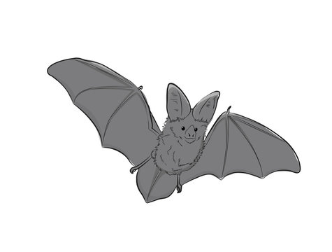 Flying Bat Vector Illustration
