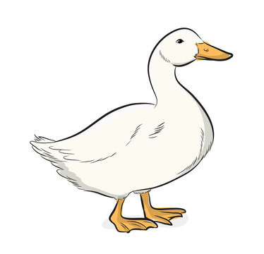 Cartoon Duck Vector Illustration