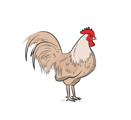 Rooster Vector Illustration