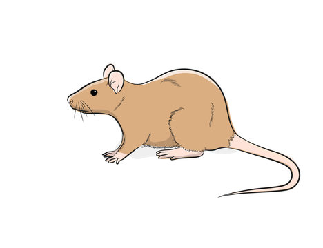 Domestic Cute Mouse Vector Illustration