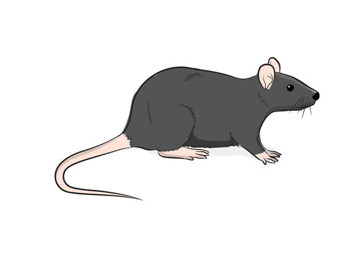 Cute Rat Drawing On White Background - Generated With Generative AI Stock  Photo, Picture and Royalty Free Image. Image 205839467.