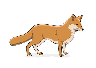 Fox Vector Illustration
