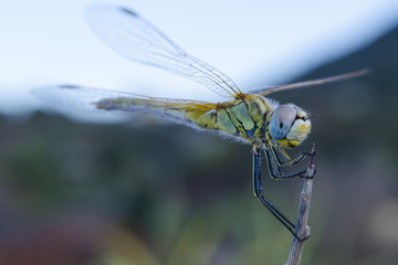 Dragonfly