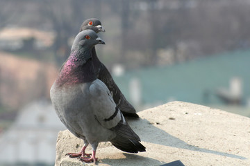 Pair of pigeons looking the same way