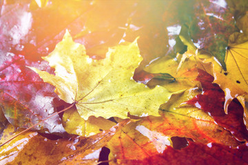 Yellow and orange autumn background with maple leaves.