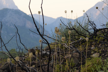 Vegetation on the slopes of the mountains. And the bush branches burned after the fire.