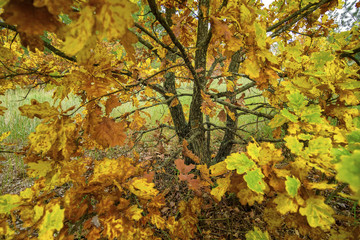 Autumn landscape. Autumn leaves of oak.