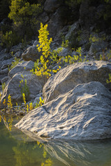 Large stones and a small tree on the river bank.