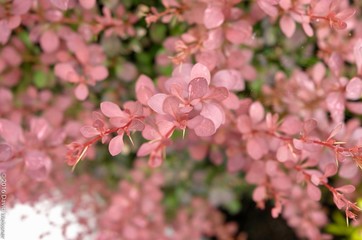 pink plant