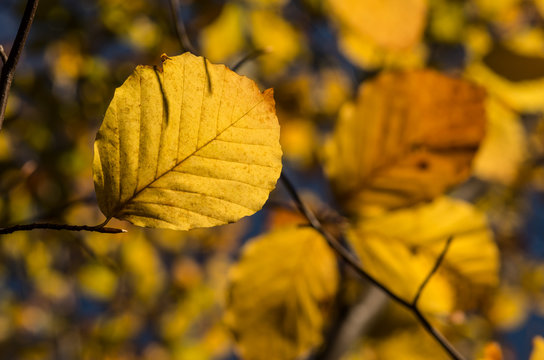 Alder leaves background, colorful autumn