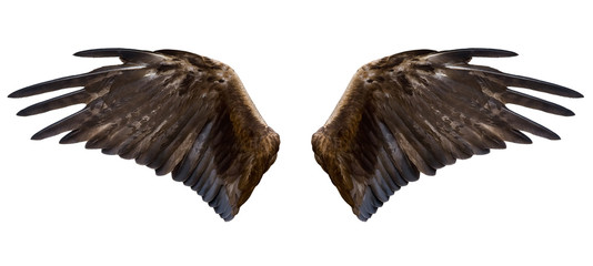 eagle wings, isolated - 180479089