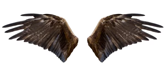 Foto auf Acrylglas Adlerflügel, isoliert © Alexander