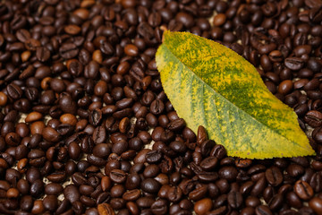 Leaf on coffee beans