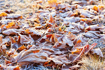 Autumn leaves covered in early morning frost