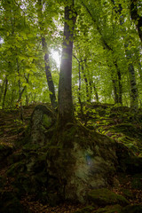 Fototapeta premium Arbol solitario en otoño