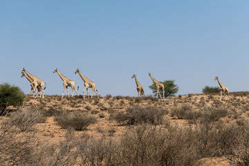 Giraffen im Kgalagadi Transfrontier Park