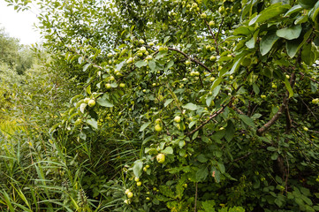 A wild apple tree with green immature apples in early summer.