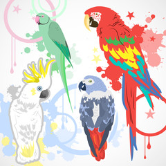 Cartoon parrots set and parrots wild animal birds.