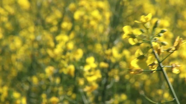 Campi coltivati fioritura di scolza fiori gialli
